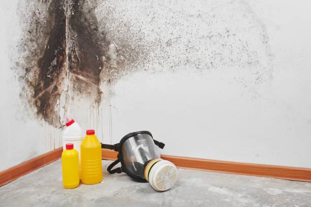 Best Black Mold Removal  in Four Bridges, OH