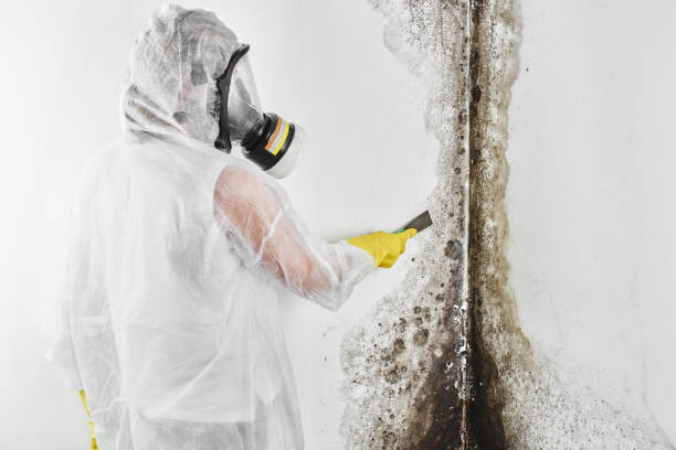 Best Same-Day Mold Removal  in Four Bridges, OH