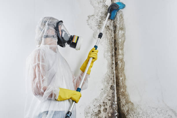 Best Fast Mold Removal  in Four Bridges, OH
