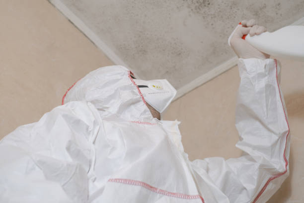 Best Black Mold Removal  in Four Bridges, OH
