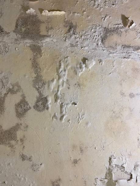 Best Emergency Mold Removal  in Four Bridges, OH
