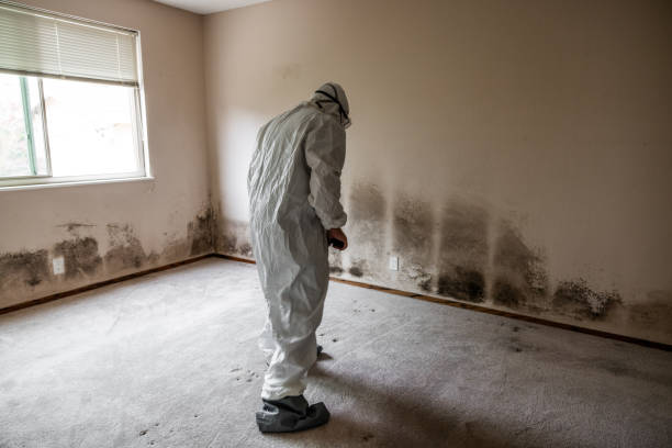 Crawl Space Mold Removal in Four Bridges, OH