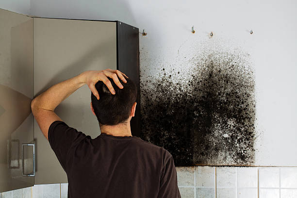 Best Home Mold Removal  in Four Bridges, OH