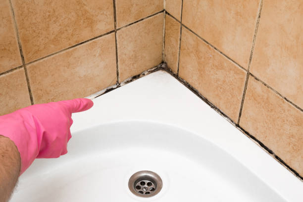 Mold Removal Process in Four Bridges, OH